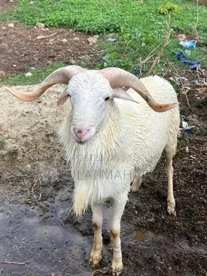 White Sheep for Sale