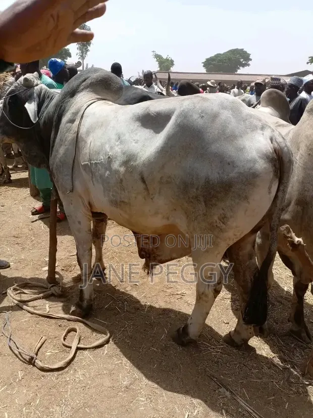 Healthy Gudali Cows for Sale - 1