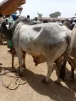 Healthy Gudali Cows for Sale - 1