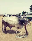 Healthy Gudali Cows for Sale - 2