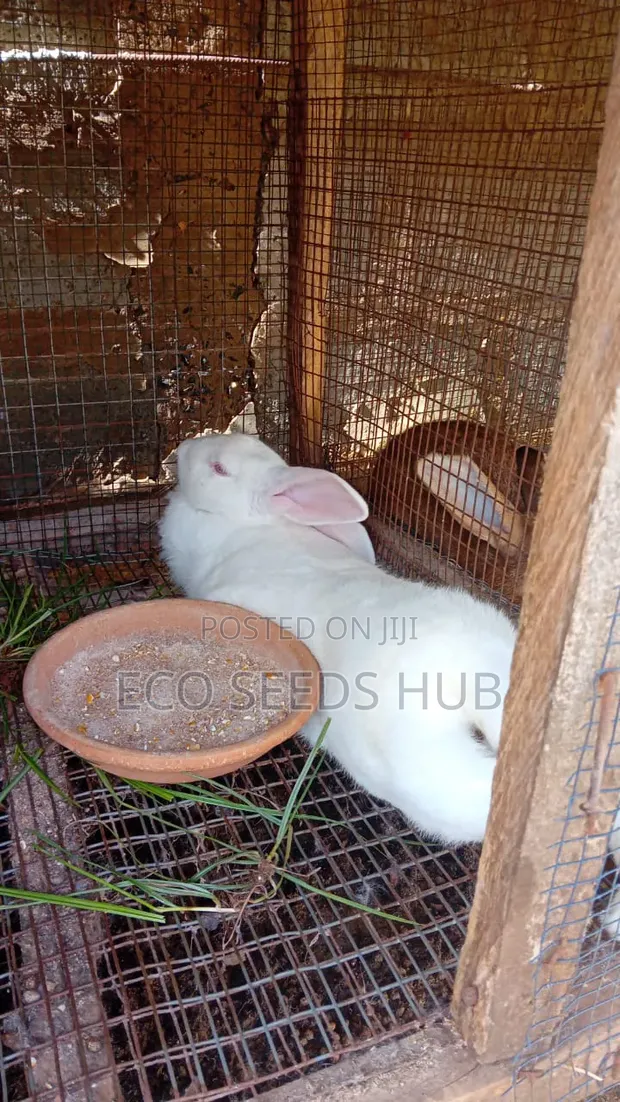 Rabbit for Sale - 1