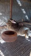 Rabbit for Sale - 2
