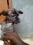 Male Mixed Breed Dog (1-3 Months) - 1