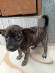Male Mixed Breed Dog (1-3 Months) - 2