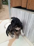 Male Mixed Breed Dog (1-3 Months) - 3