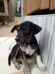 Male Mixed Breed Dog (1-3 Months) - 4