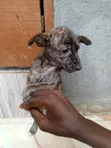 Male Mixed Breed Dog (1-3 Months) - 5