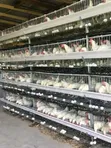 Poultry Equipment - Feeders & Drinkers - 2