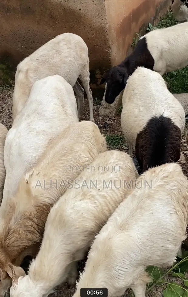 Healthy Sheep for Sale - 1