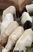 Healthy Sheep for Sale - 1