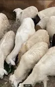 Healthy Sheep for Sale - 2