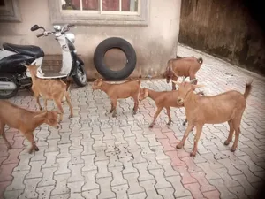 Active Goats for Sale