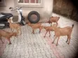 Active Goats for Sale - 1