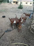 Active Goats for Sale - 2