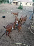 Active Goats for Sale - 3