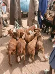 Active Goats for Sale - 4