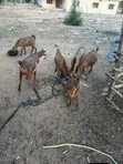 Active Goats for Sale - 5