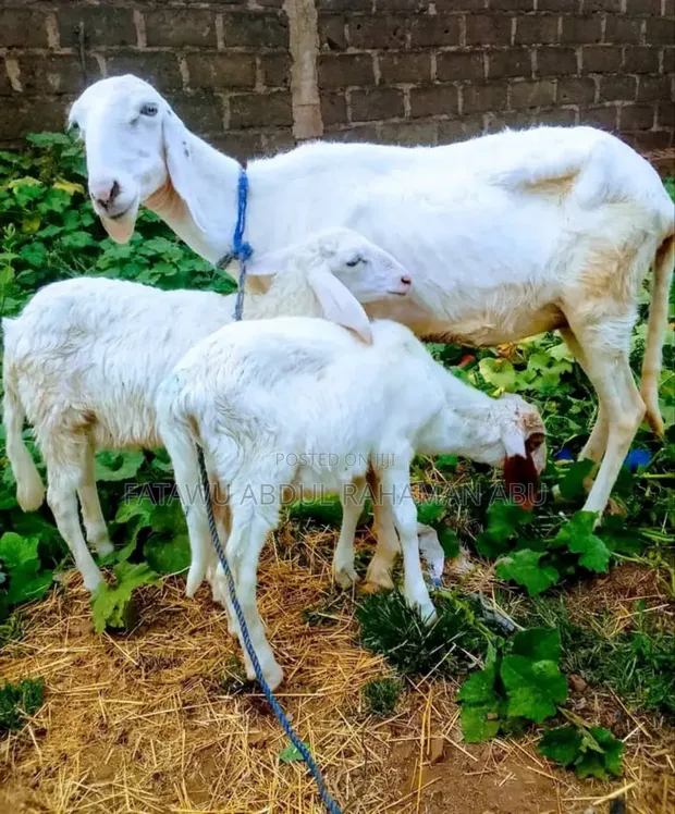 Sheep Available for Sale - 1