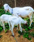 Sheep Available for Sale - 1
