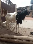 Sheep Available for Sale - 2