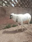 Sheep Available for Sale - 3