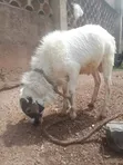 Sheep Available for Sale - 4
