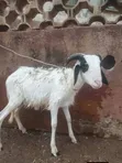 Sheep Available for Sale - 5
