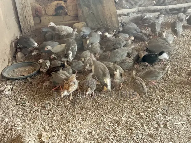 Yanfoon Farm Enterprise: 130 Healthy Guinea Fowl Growers - 1