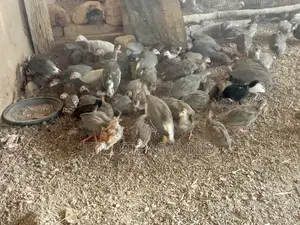 Yanfoon Farm Enterprise: 130 Healthy Guinea Fowl Growers