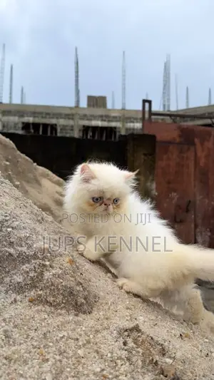 Purebred Persian Kittens - 1-3 Months