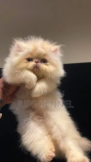 Purebred Persian Kittens (1-3 Months)