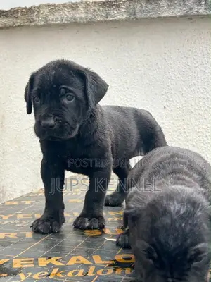 1-3 Month Male Purebred Cane Corso Puppies