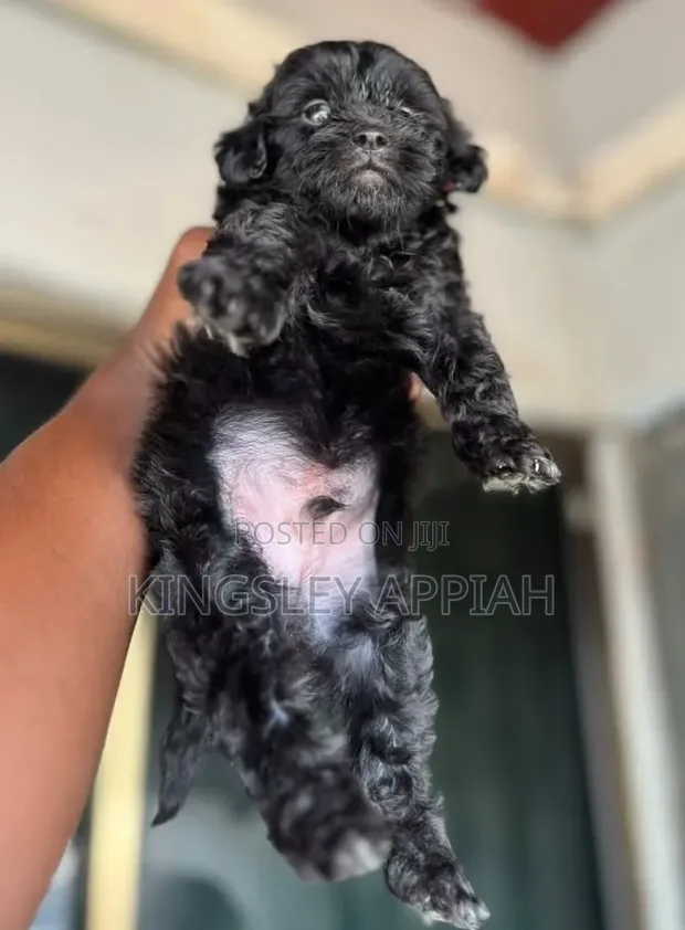 Purebred Poodle Puppies - Male, 1-3 Months - 1