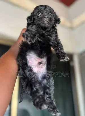 Purebred Poodle Puppies - Male, 1-3 Months
