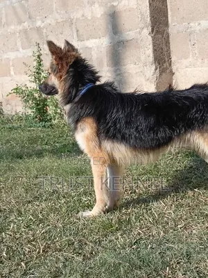 6-12 Month Male Purebred German Shepherd