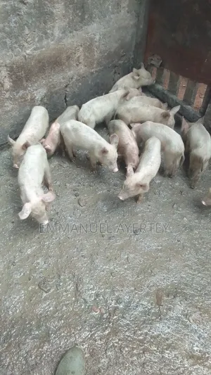 Quality Piglets for Sale