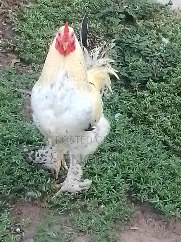 Brahma Chickens for Sale - 1