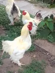 Brahma Chickens for Sale - 2