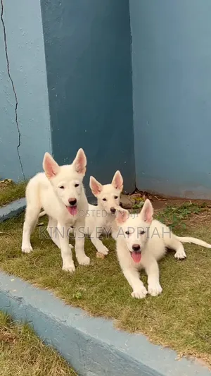 1-3 Months Male Purebred German Shepherd Puppy