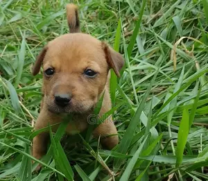 Male German Shepherd Mix Puppy (0-1 Month)