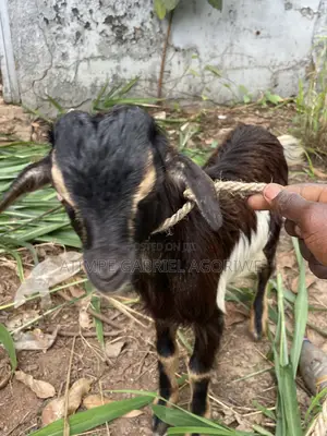 Healthy Billy Goat and Sheep