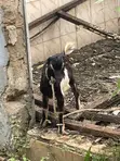 Healthy Billy Goat and Sheep - 2