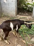 Healthy Billy Goat and Sheep - 3