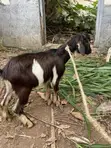 Healthy Billy Goat and Sheep - 4