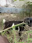 Healthy Billy Goat and Sheep - 5