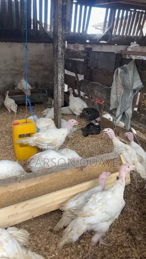 Turkeys for Sale - 15 Weeks Old