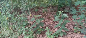 Building Plot for Sale in Techiman