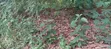 Building Plot for Sale in Techiman - 1