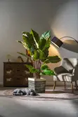 Rainbow Taro Artificial Plant with Concrete Pot - 1