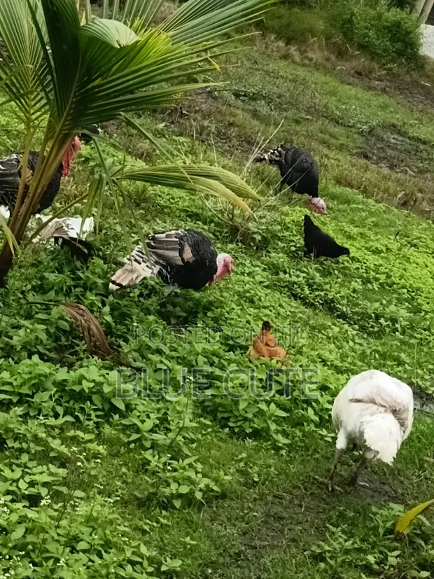 Male Turkey Bird - 1